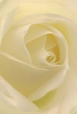 This intimate portrait, arranged by skilled hands at one of Archway's trusted florists, uncovers the soul of a single rose: petals unfolding in flawless harmony and gentle creams, kissed with hints of pale lemon. The velvety layers spiral inward with a touch so soft you can almost feel the delicacy, the subtle fragrance lingering in the air like a quiet memory from a St. John's Grove celebration. There's a soft diffusion of light, bathing the bloom in a glow that recalls calm mornings in leafy corners of Archway, undisturbed and serene. Each curve, meticulously crafted, captures the understated elegance that defines the best local arrangements-ideal for anniversaries, birthdays, or moments of love that need no words. The rose's pure form shines through in exquisite detail, timeless and ageless, its gentle hues radiating comfort throughout any Archway home. For residents seeking a meaningful floral tribute or a gesture of grace, this bloom encapsulates what it means to honour an occasion with sincerity. The quiet artistry and care in its creation speak to the enduring tradition of expertly prepared bouquets, making every delivery a heartfelt experience across Archway's bustling markets and tranquil streets alike.